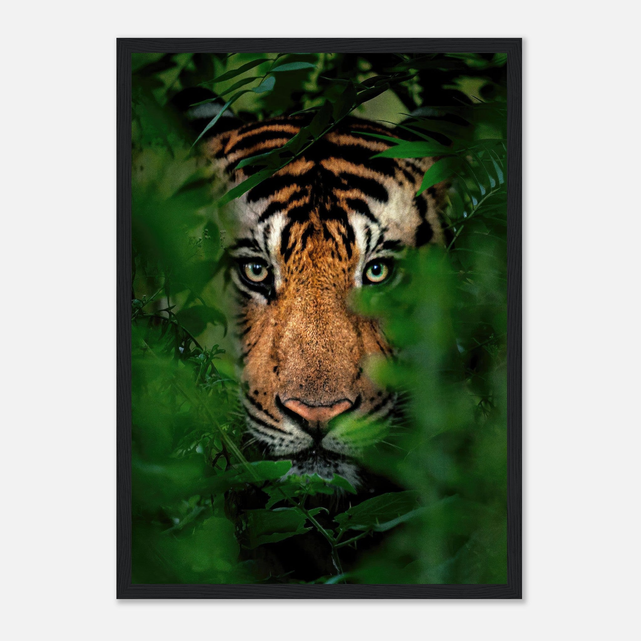 Framed print of a tiger peering through lush jungle foliage, showcasing vibrant colors and intense gaze.