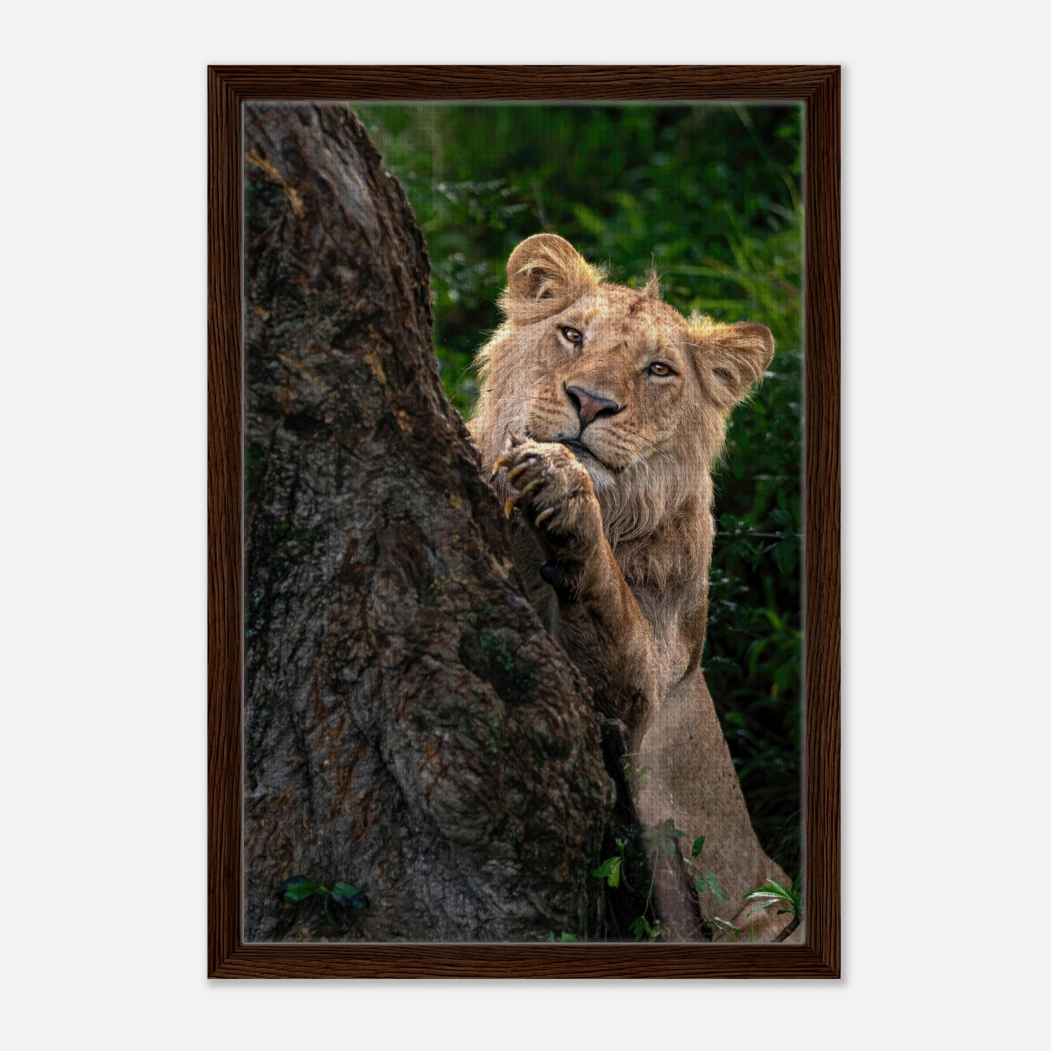 Playful lion framed canvas print, featuring a young lion peeking from behind a tree in vibrant colors.
