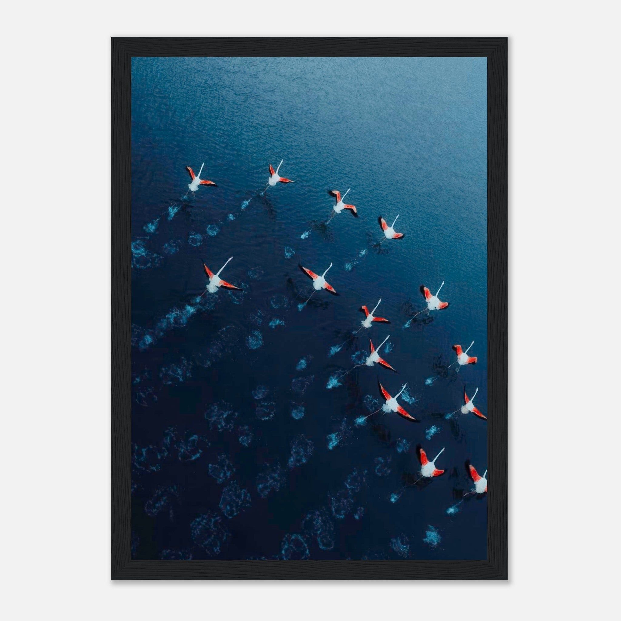 Flamingos drone photography framed print showcasing pink flamingos flying over deep blue waters.