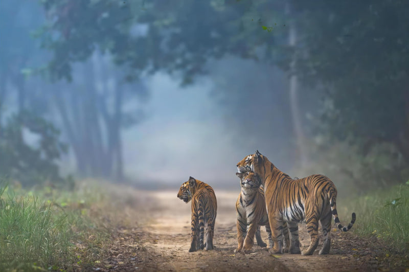 The Bond of Tigers