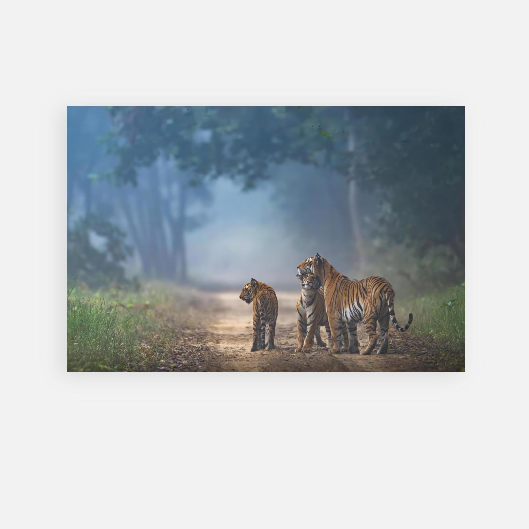 Stunning metal print of a tiger family walking on a forest path, capturing the beauty of nature and wildlife.