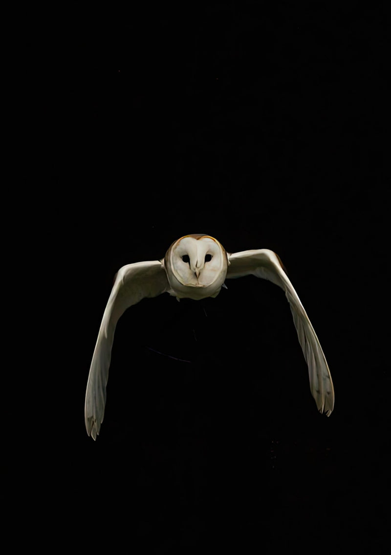 Búho