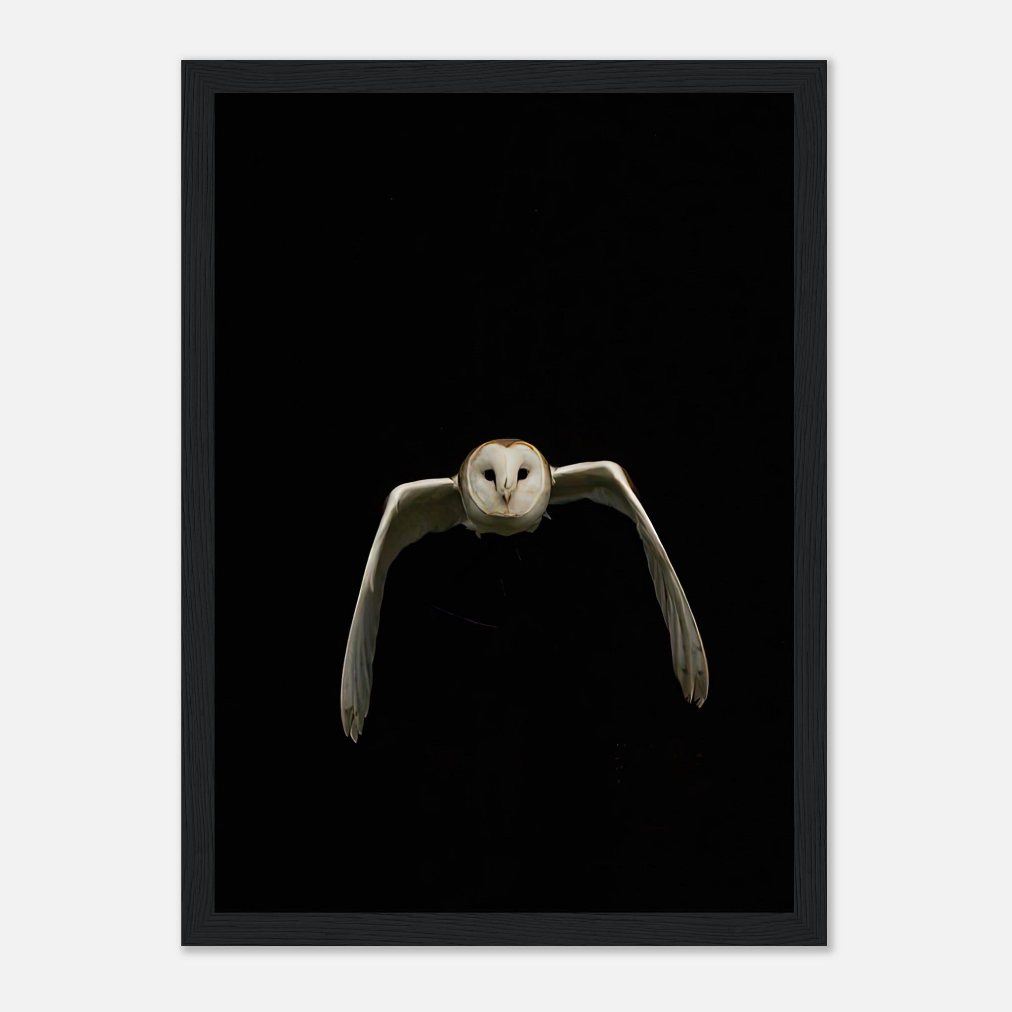 Captivating barn owl framed print in mid-flight against a dramatic black background.