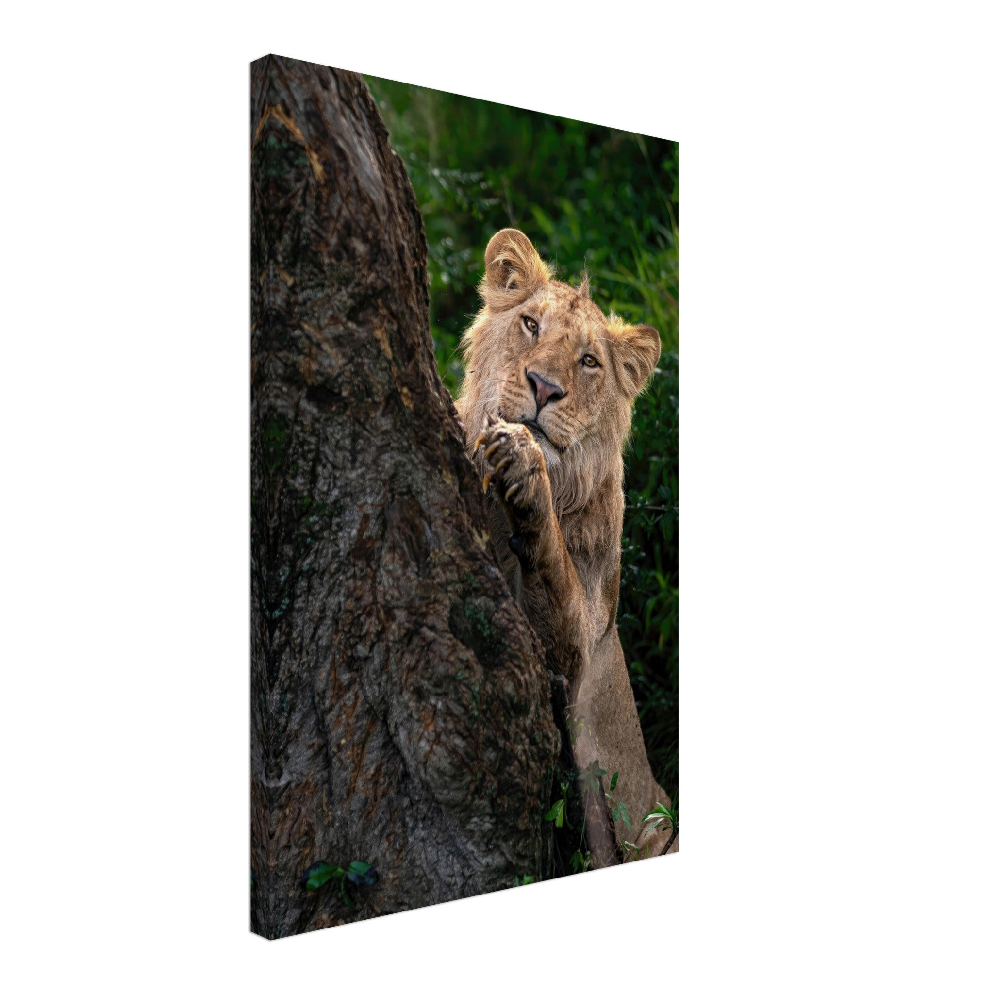 Playful lion peeking from behind a tree in vibrant greens, capturing curiosity and strength in this stunning canvas artwork.