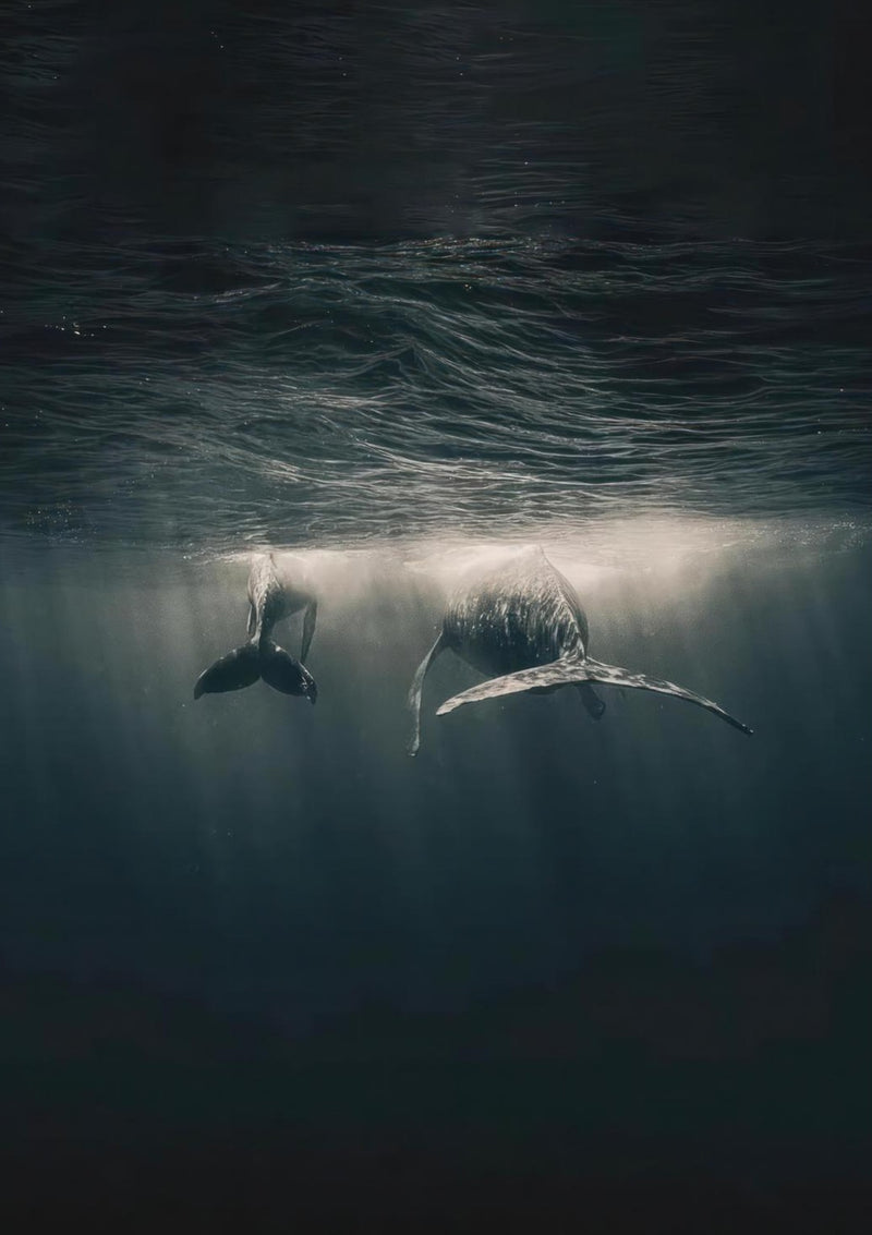 Whales in Ocean Underwater