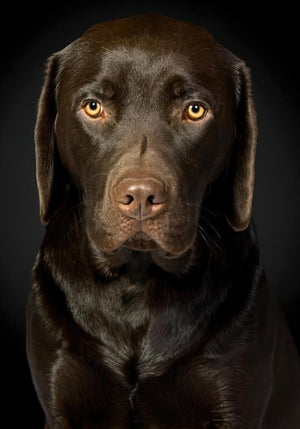Portrait de Labrador Chocolat