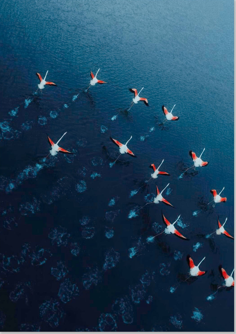 Flamingos Drone Photography