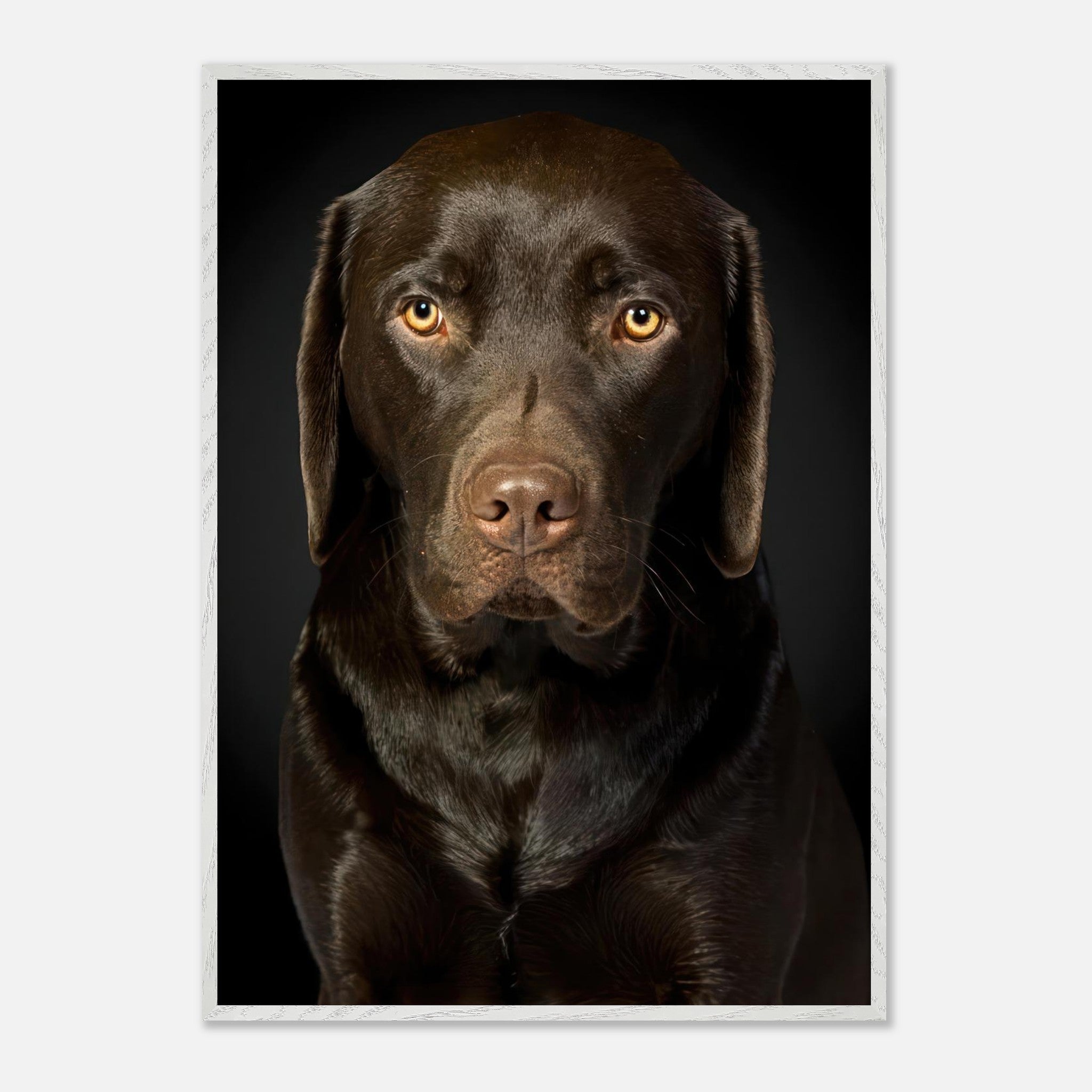 Portrait of a Chocolate Labrador Retriever showcasing its soulful gaze and glossy coat.