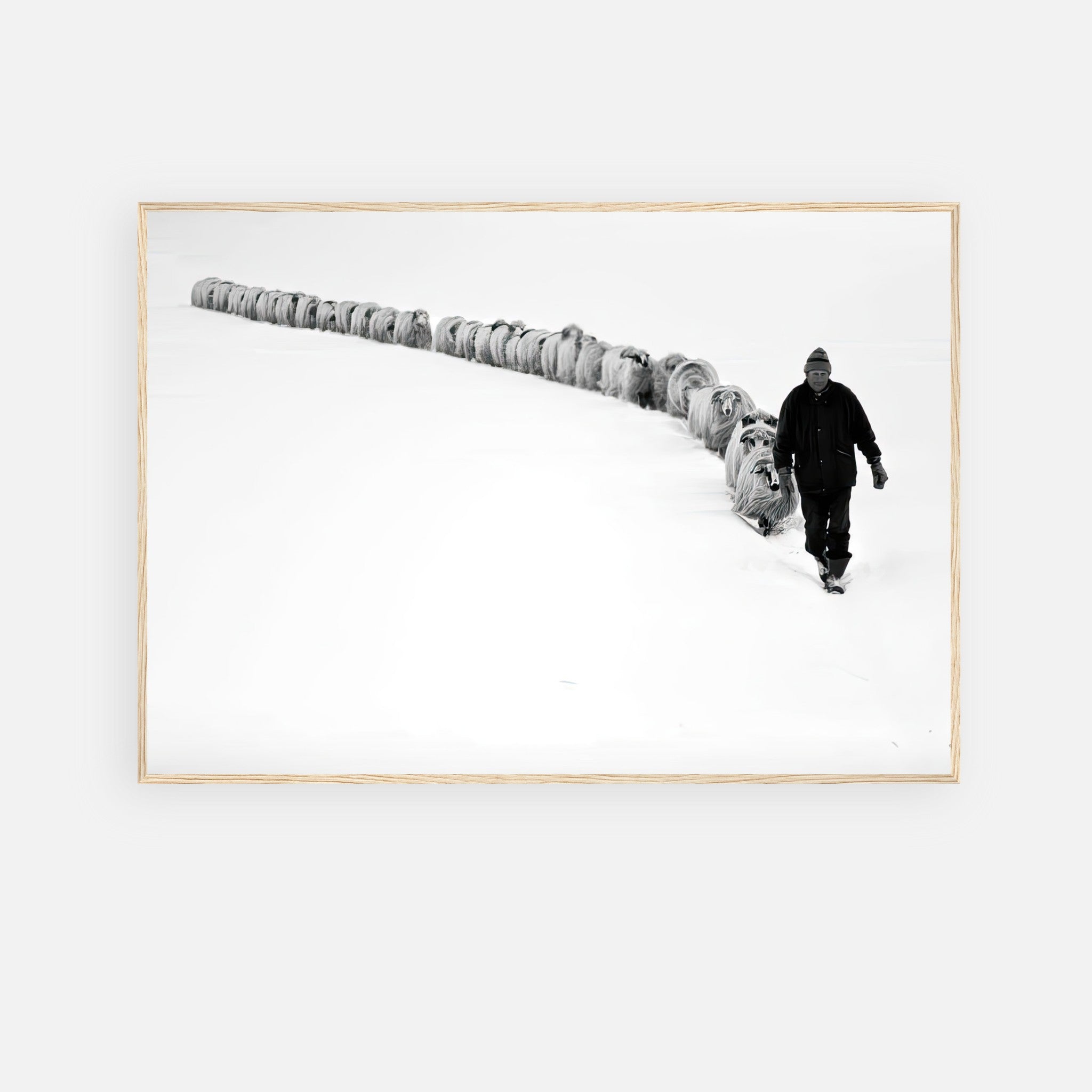 Black and white photograph of a shepherd walking with his flock in a snow-covered landscape, symbolizing resilience.