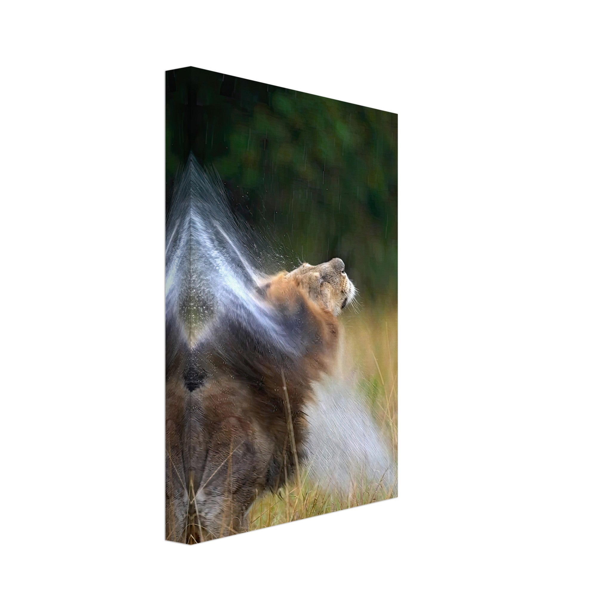 Lion shaking off water in a dynamic display of strength and vitality on a canvas art piece.