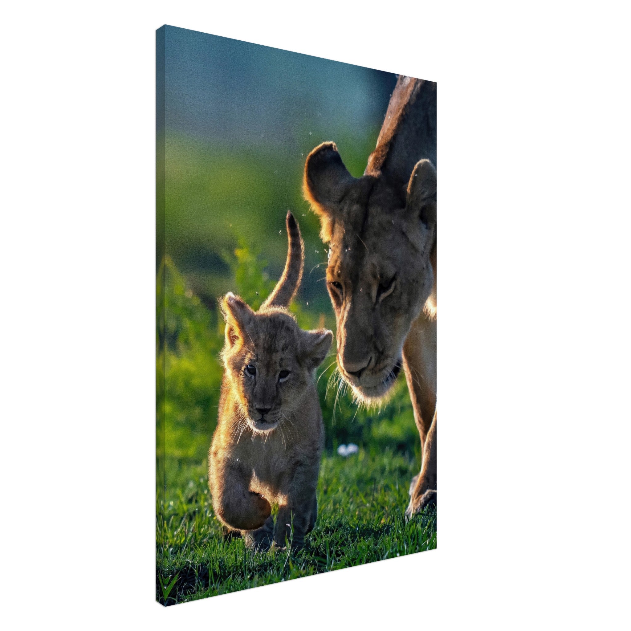 Protective Lion Mother Canvas featuring a lioness and her cub capturing strength and tenderness in nature.