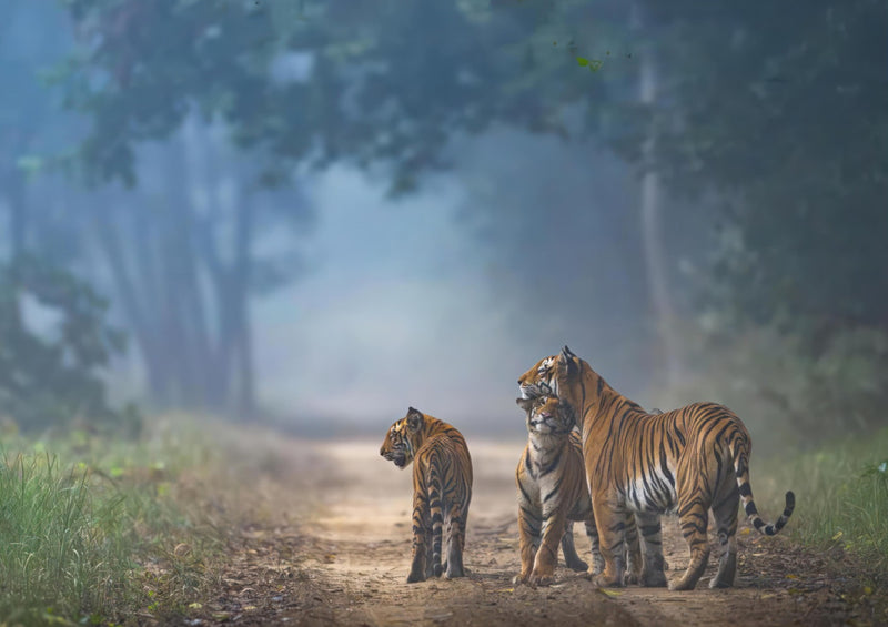 The Bond of Tigers