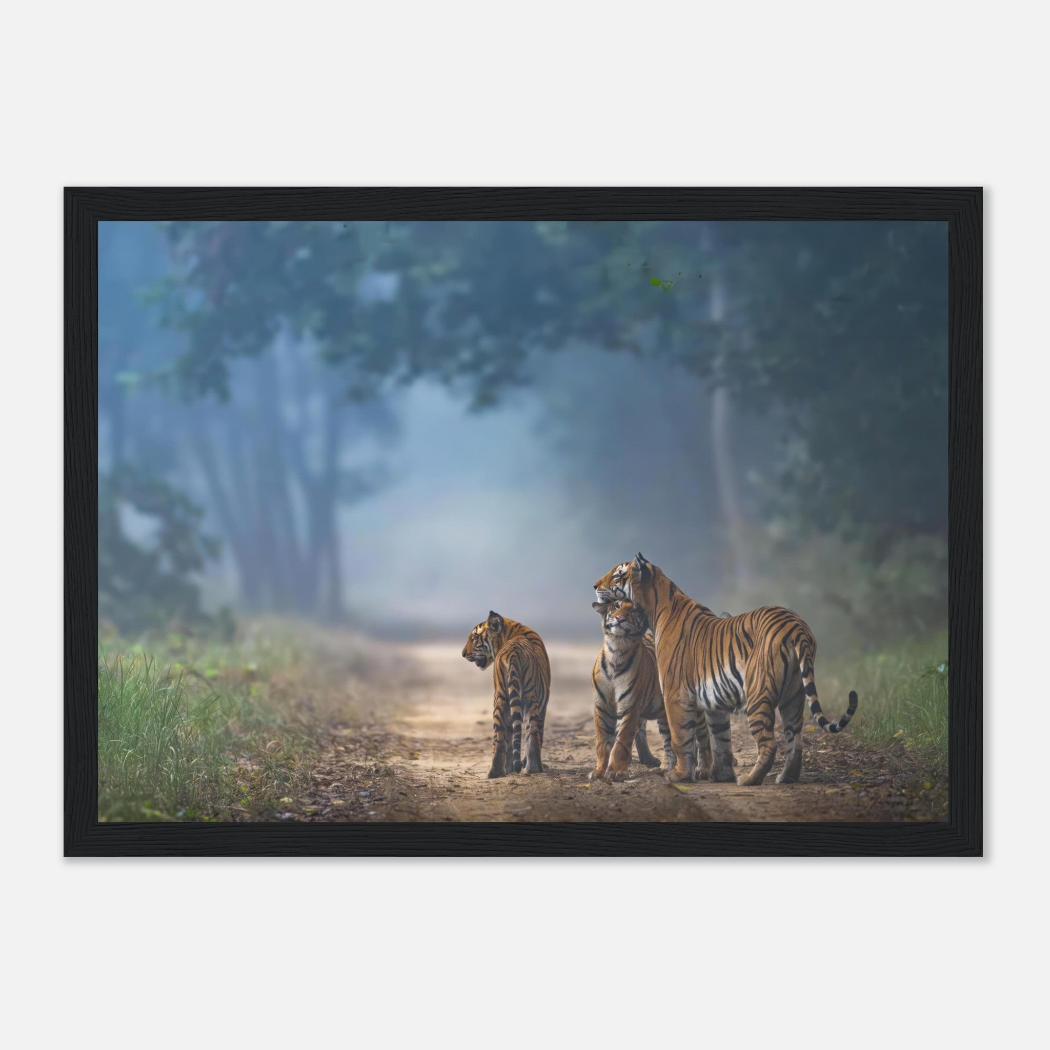 The Bond of Tigers framed print featuring a tiger family on a misty forest pathway, showcasing vibrant orange coats and lush greenery.