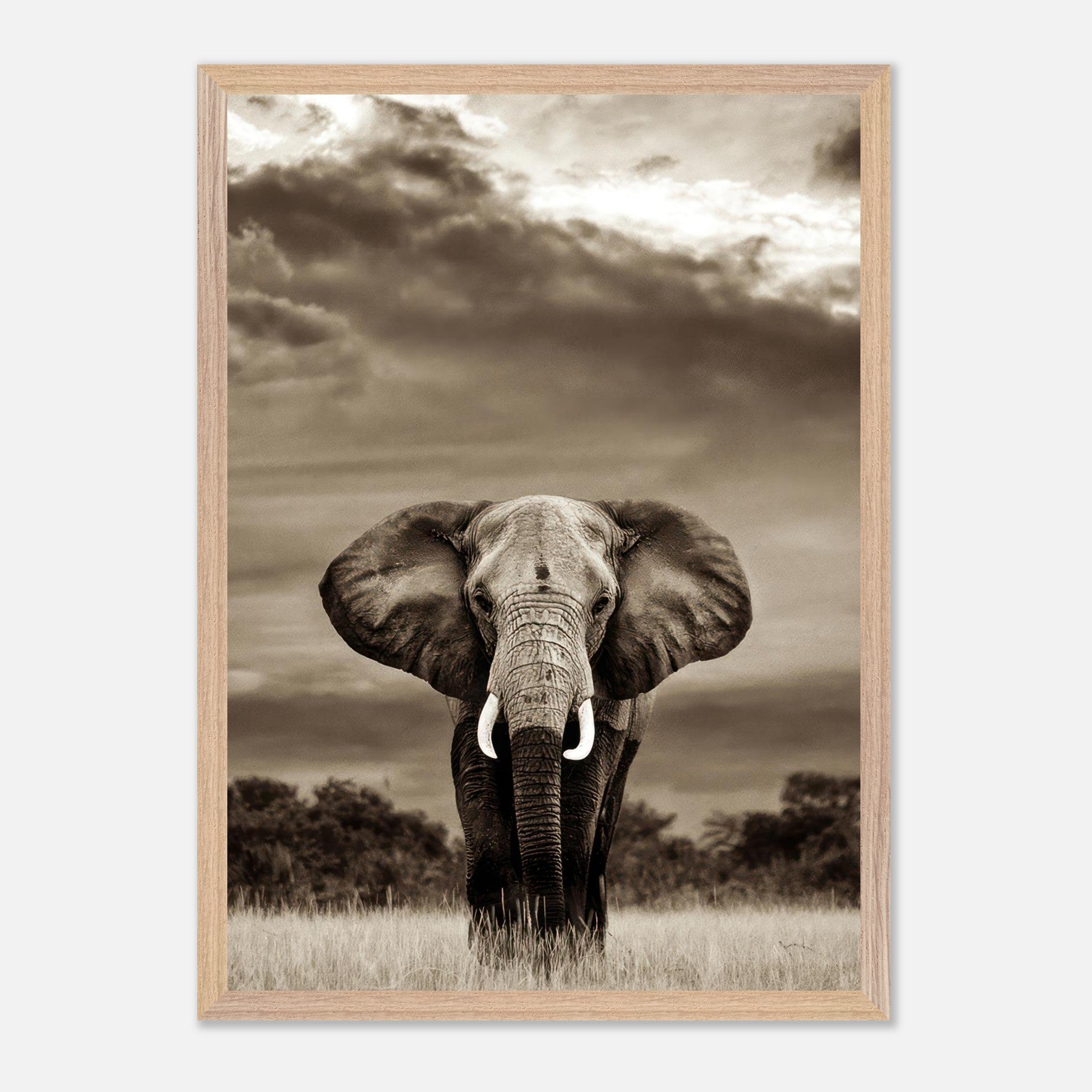 Elephant portrait photography in black-and-white, showcasing strength and grace in its natural habitat.
