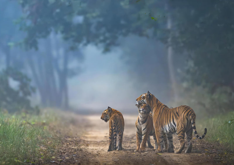 The Bond of Tigers