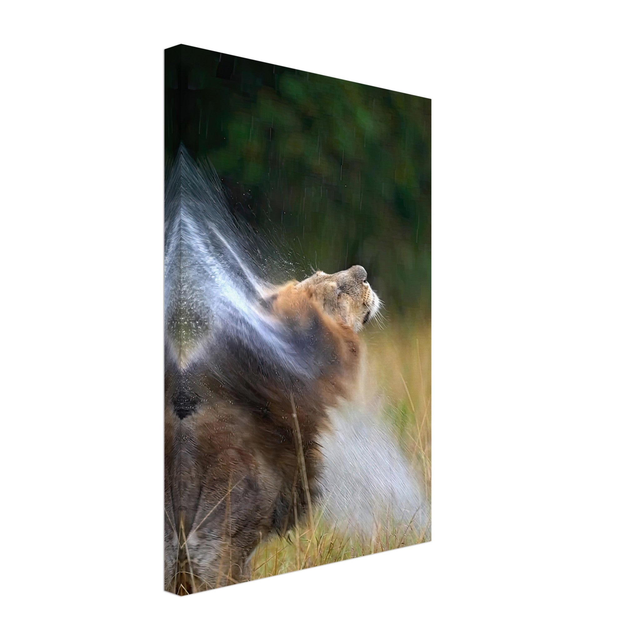 Lion shaking off water, capturing wild vitality in a stunning canvas artwork for home decor.