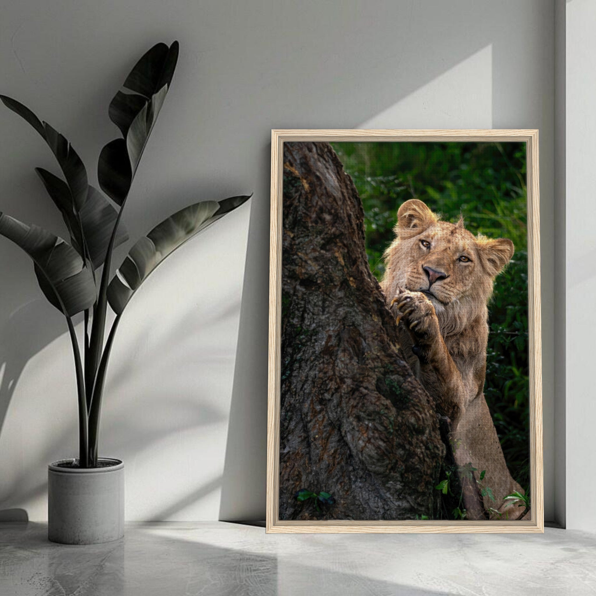 Playful lion framed canvas print showcasing a young lion peeking from behind a tree, vibrant and detailed decor.