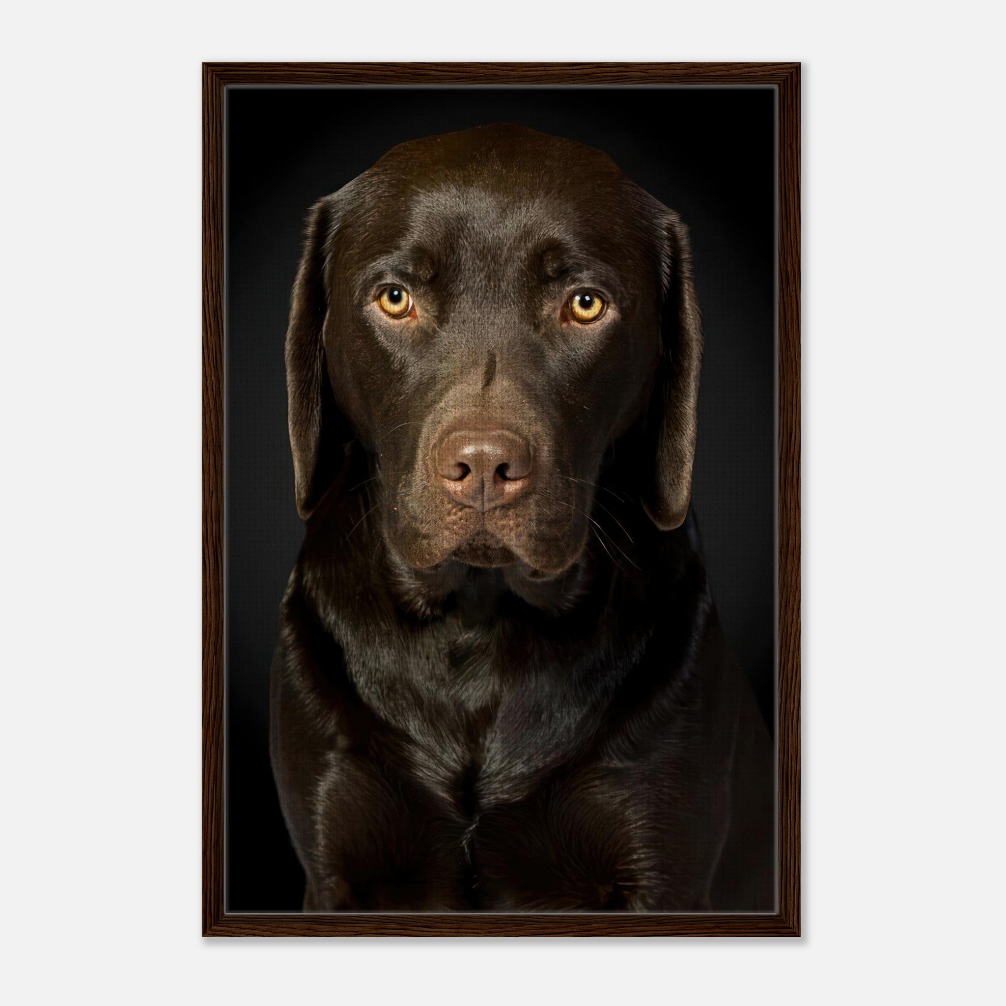 Chocolate Labrador portrait framed canvas print showcasing rich brown coat and expressive eyes.