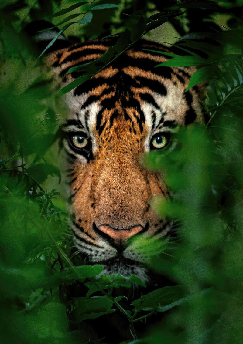 Tigre en la jungla