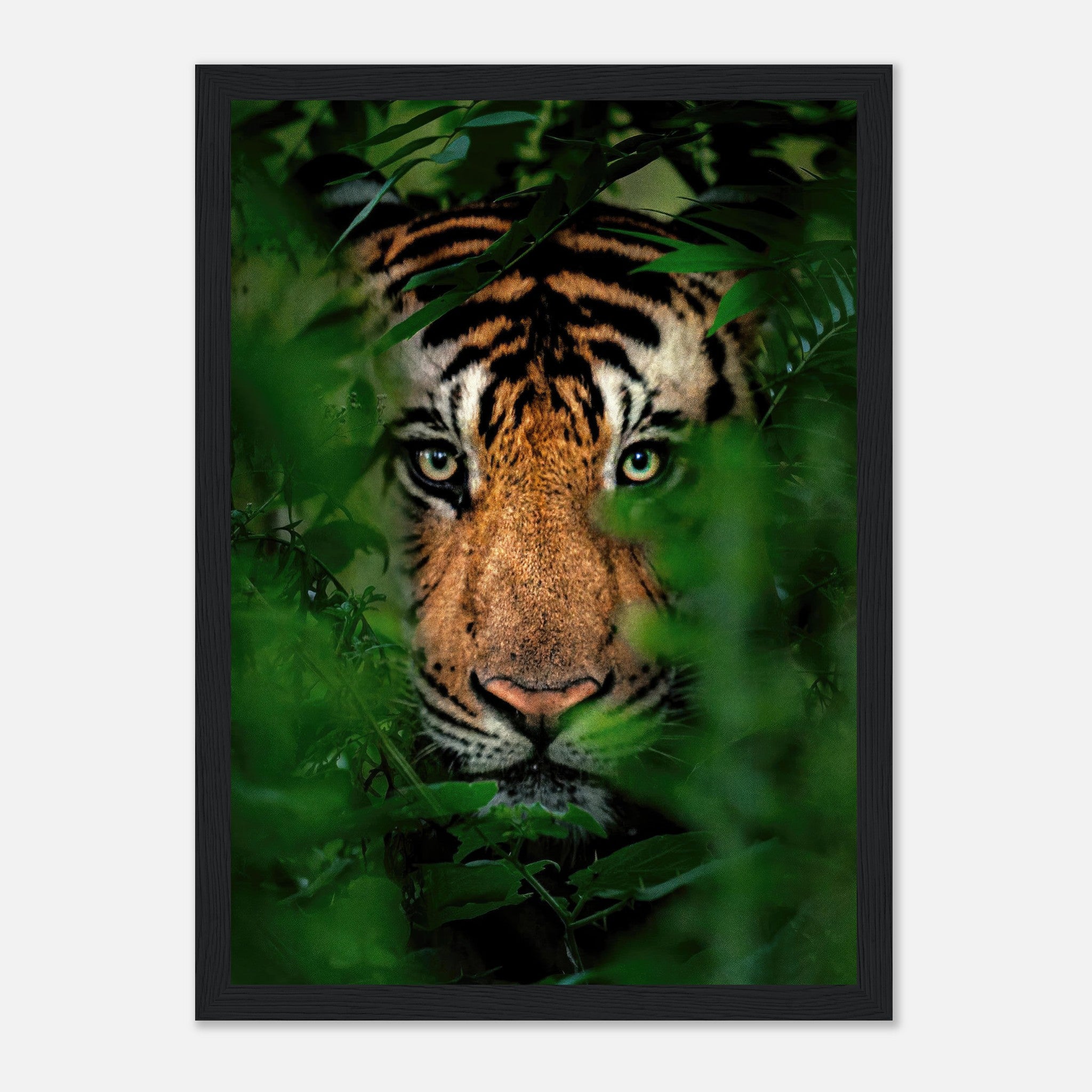 Framed print of a tiger staring through dense jungle foliage, showcasing vibrant colors and intense gaze.