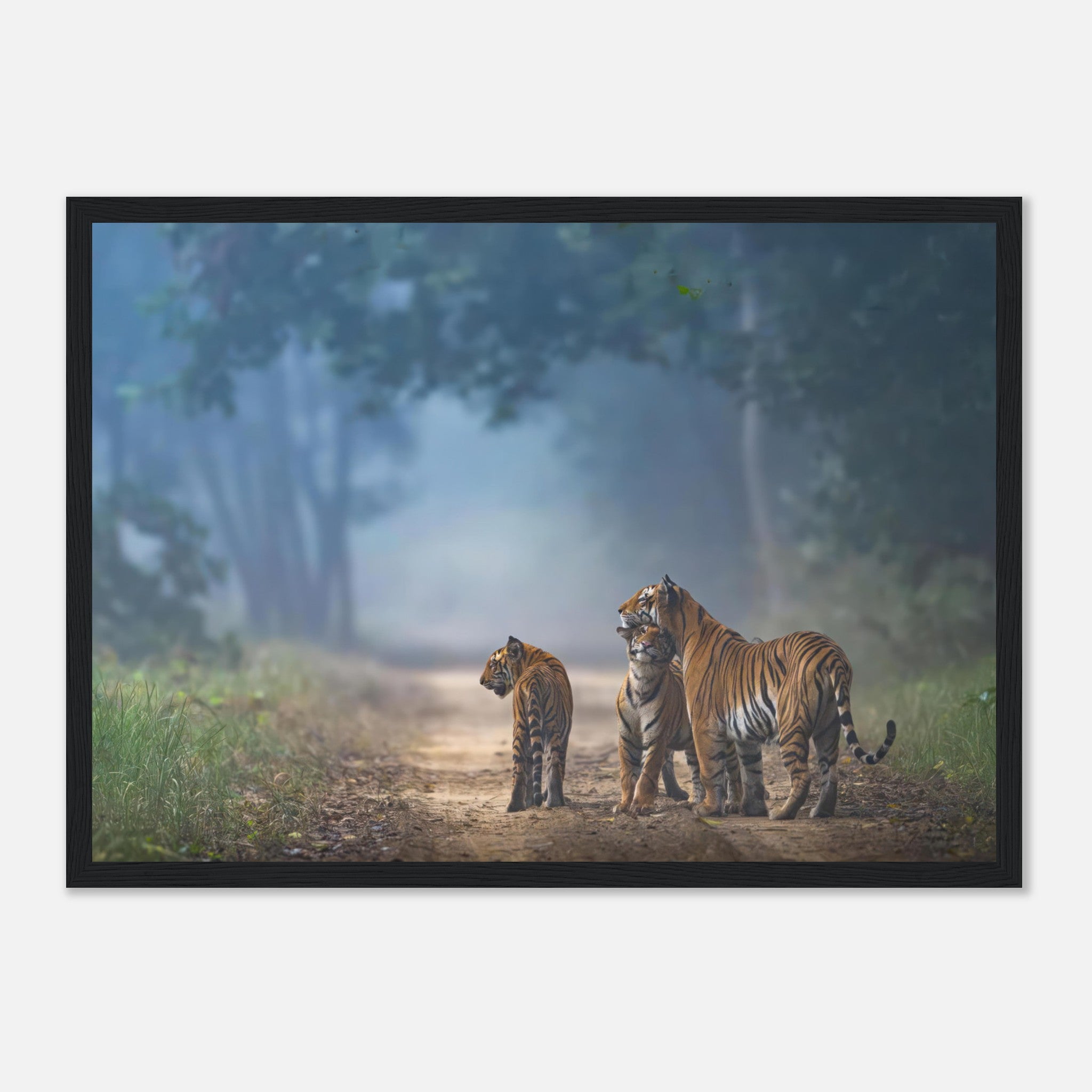 Framed print of a tiger family on a misty forest pathway, showcasing the bond between the majestic animals.