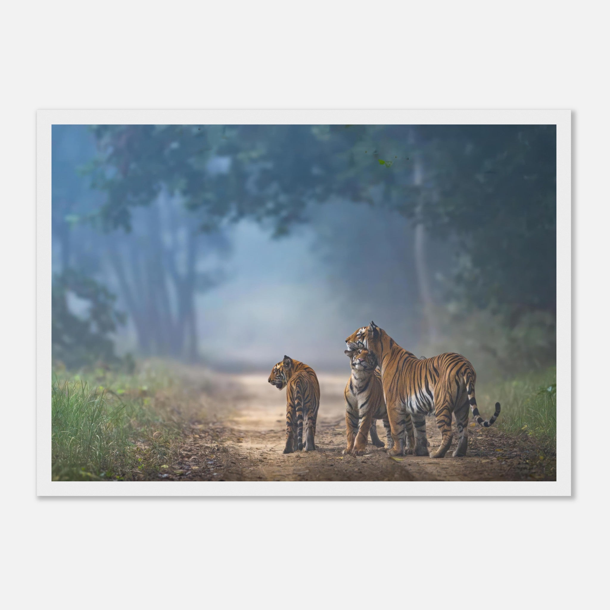 Framed print of a tiger family on a misty forest path, showcasing their bond in vibrant detail.