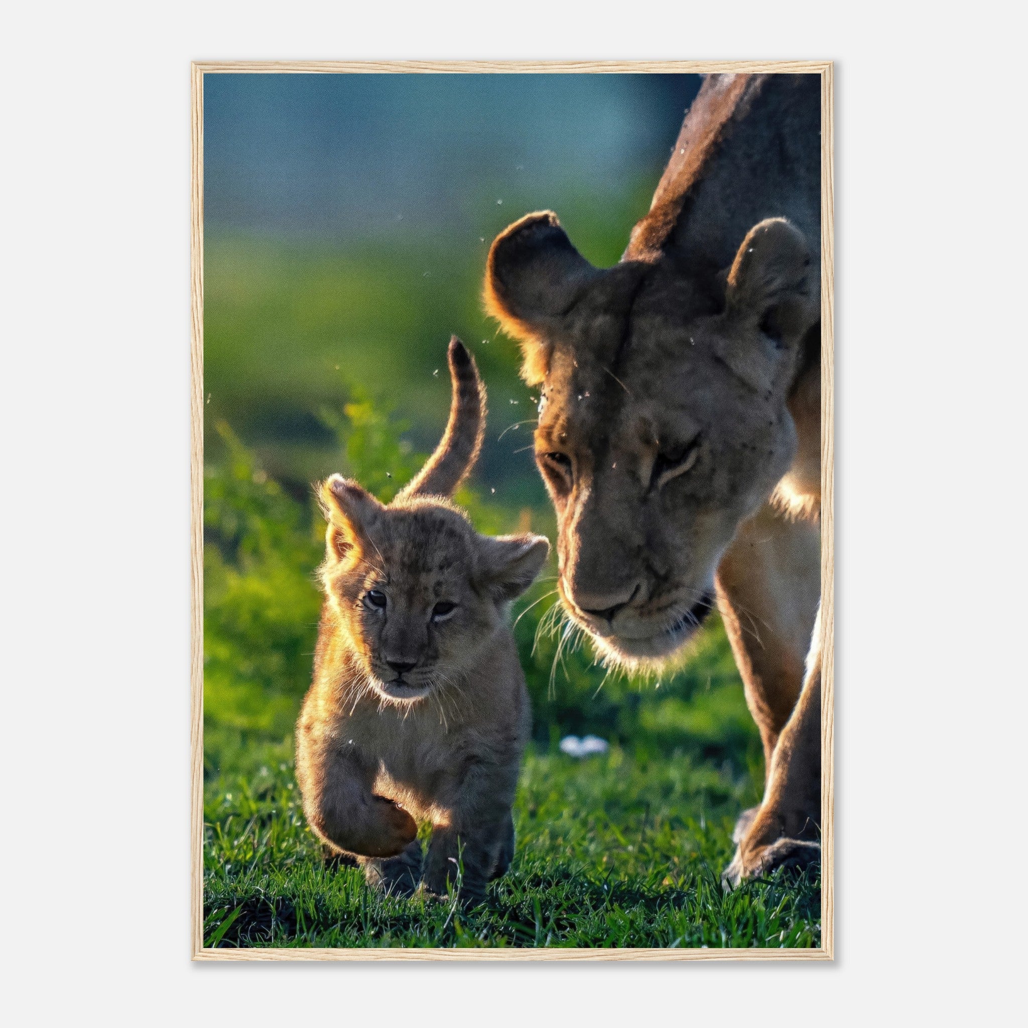 Protective lion mother with cub in a vibrant green field, framed print showcasing their bond and beauty.