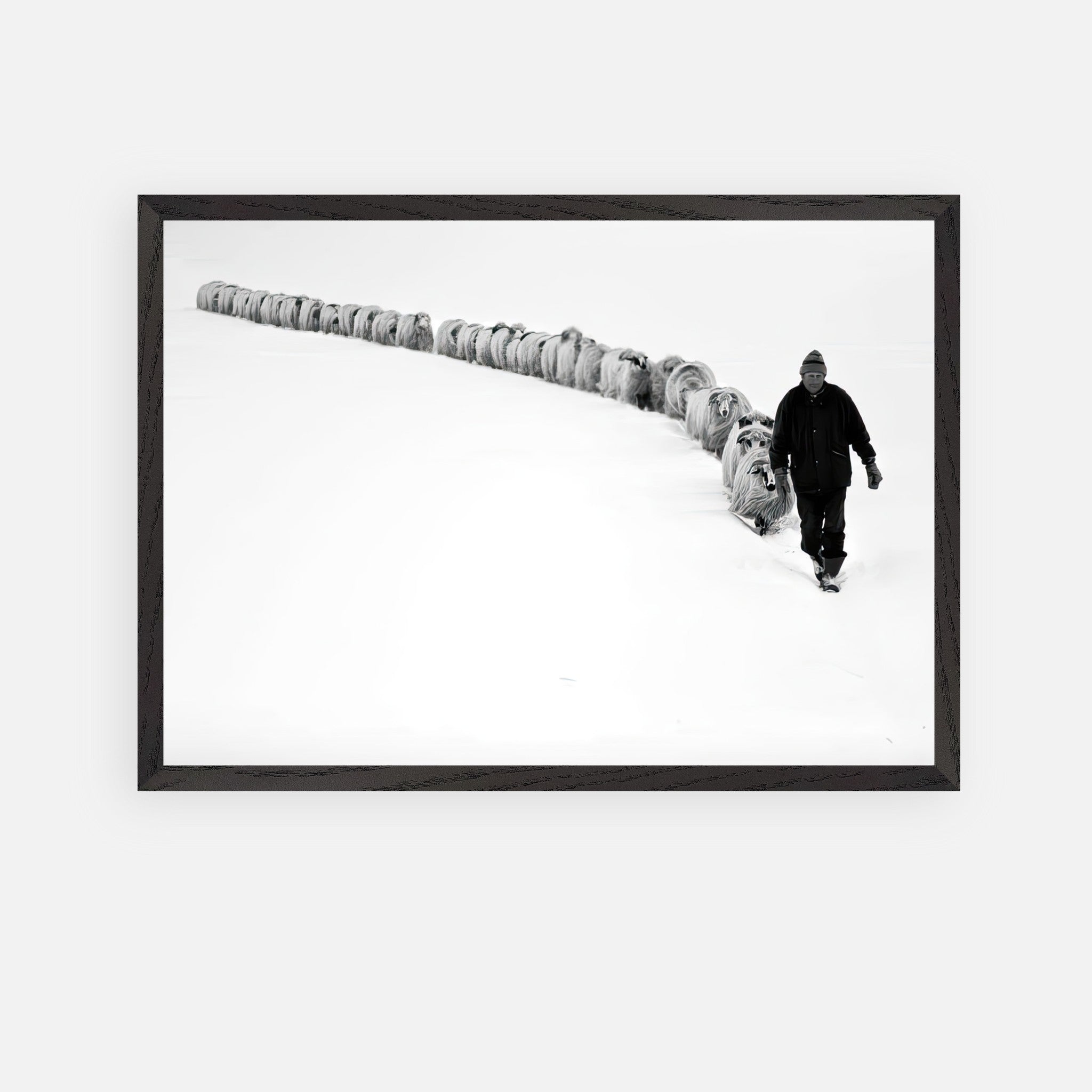 A shepherd walking through snow with his flock in a striking black-and-white fine art print.