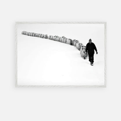 Black-and-white photograph of a shepherd guiding sheep through a snowy landscape, framed vintage art.