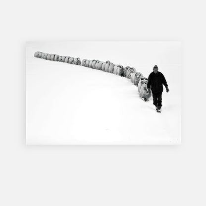 Shepherd leading a flock through a snowy landscape in a stunning black-and-white metal print.