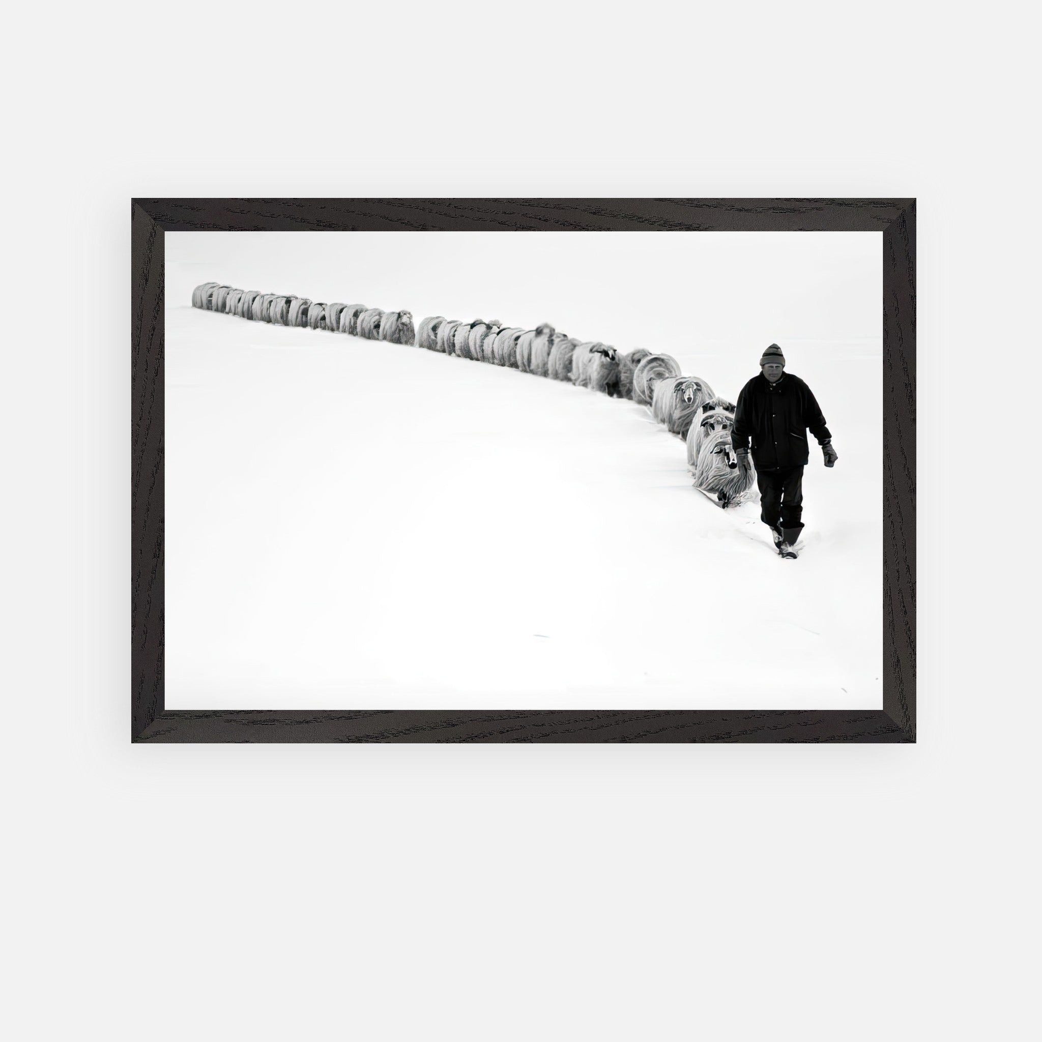 Black-and-white fine art print of a shepherd walking with his flock through a snowy landscape, embodying resilience.