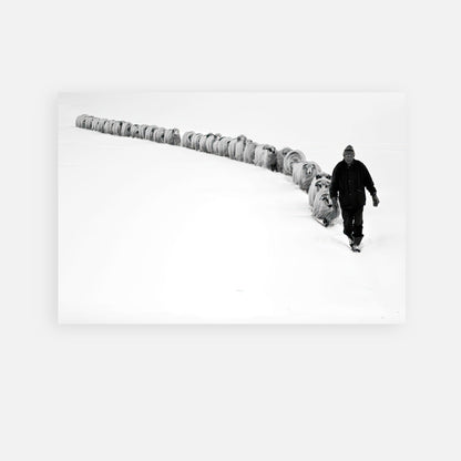 A shepherd guiding his flock through a snow-covered landscape in a striking black-and-white metal print.