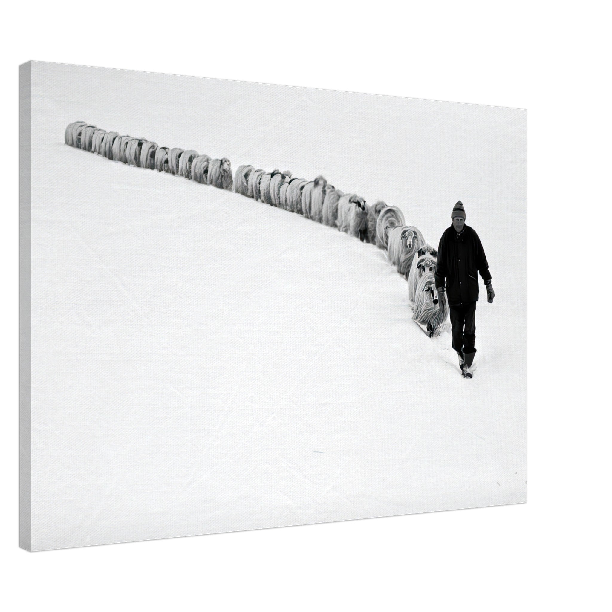 Shepherd leading a flock of sheep through a serene snow-covered landscape in black and white.