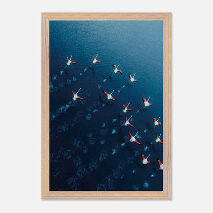 Aerial view of flamingos in motion over azure waters, showcasing their vibrant pink and red hues in a fine art print.