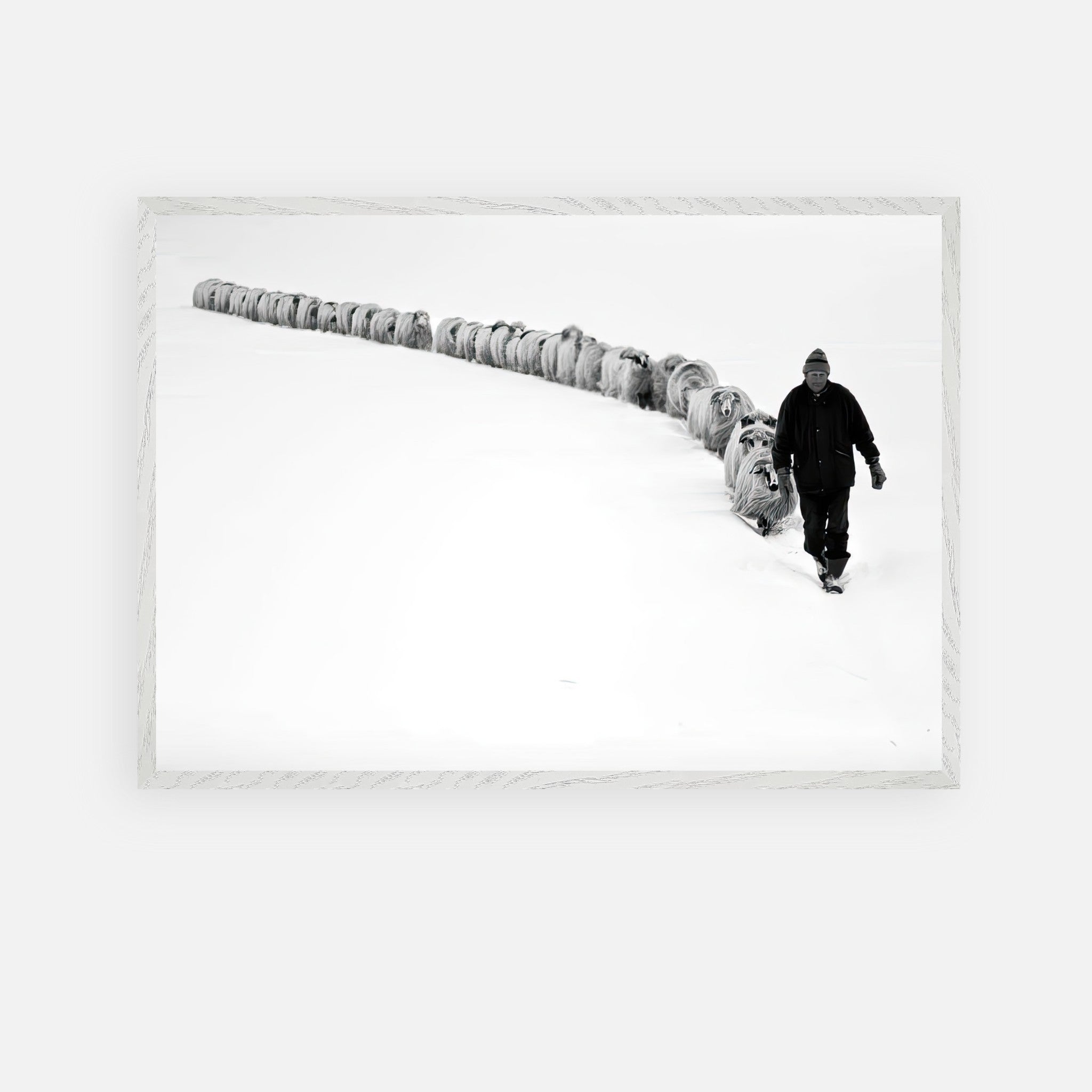 Black-and-white fine art print featuring a shepherd leading his flock through a snowy landscape, symbolizing resilience.