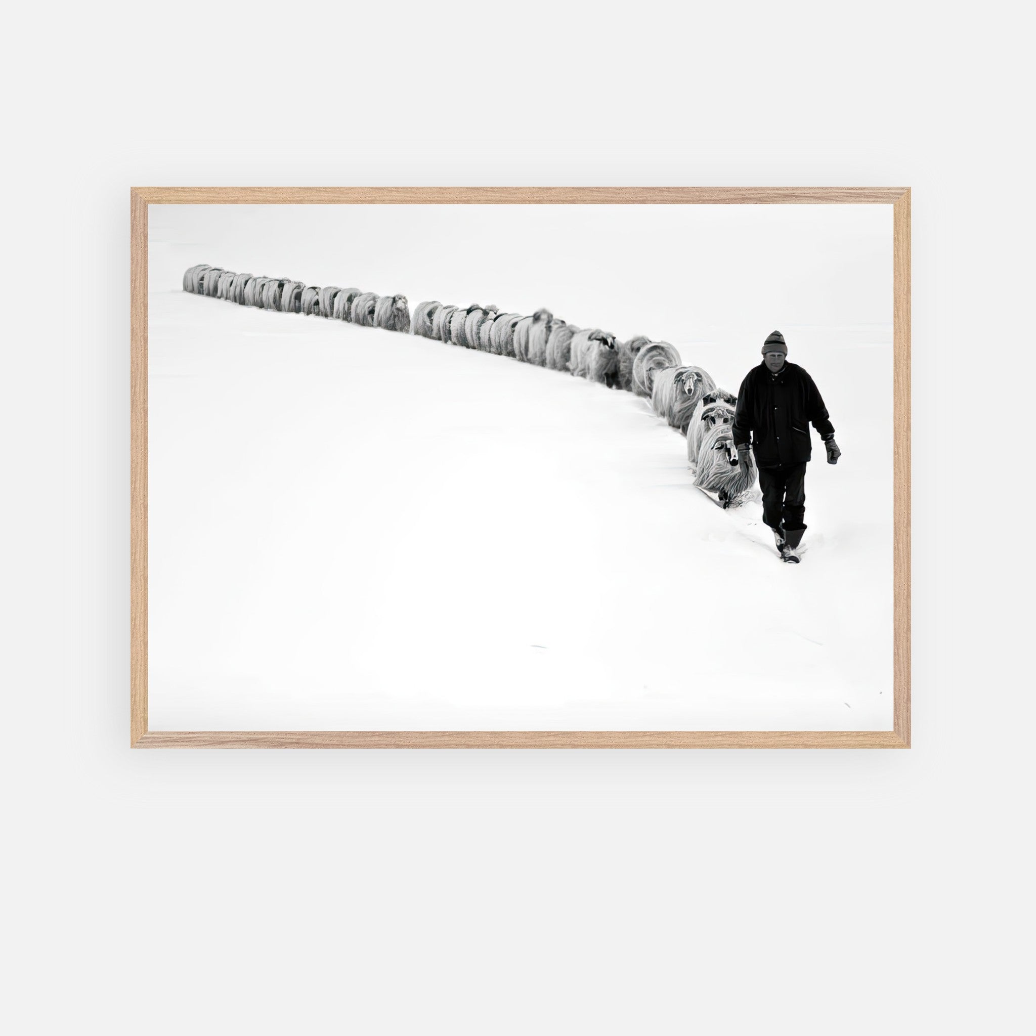 Black-and-white fine art print of a shepherd leading a flock through snow, showcasing resilience and nature's beauty.