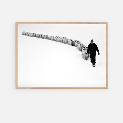 Black-and-white fine art print of a shepherd leading a flock through snow, showcasing resilience and nature's beauty.