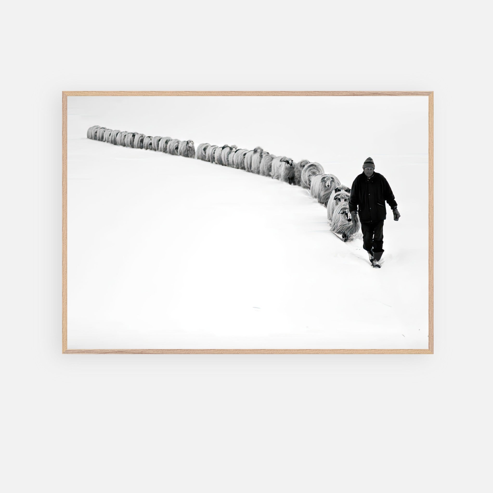 Black-and-white fine art print of a shepherd walking his flock through a snowy landscape, embodying resilience and tradition.