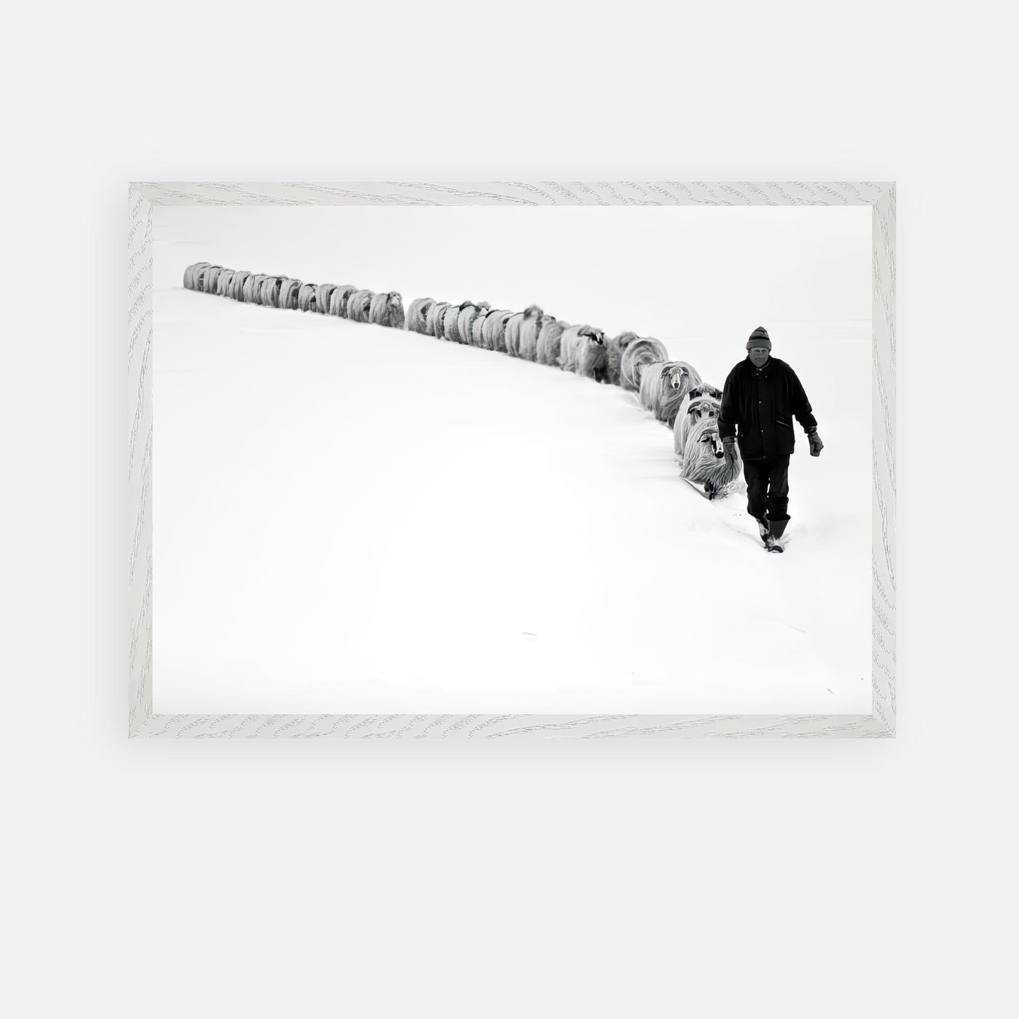Black-and-white fine art print of a shepherd guiding a flock through a snowy landscape, symbolizing resilience and tradition.