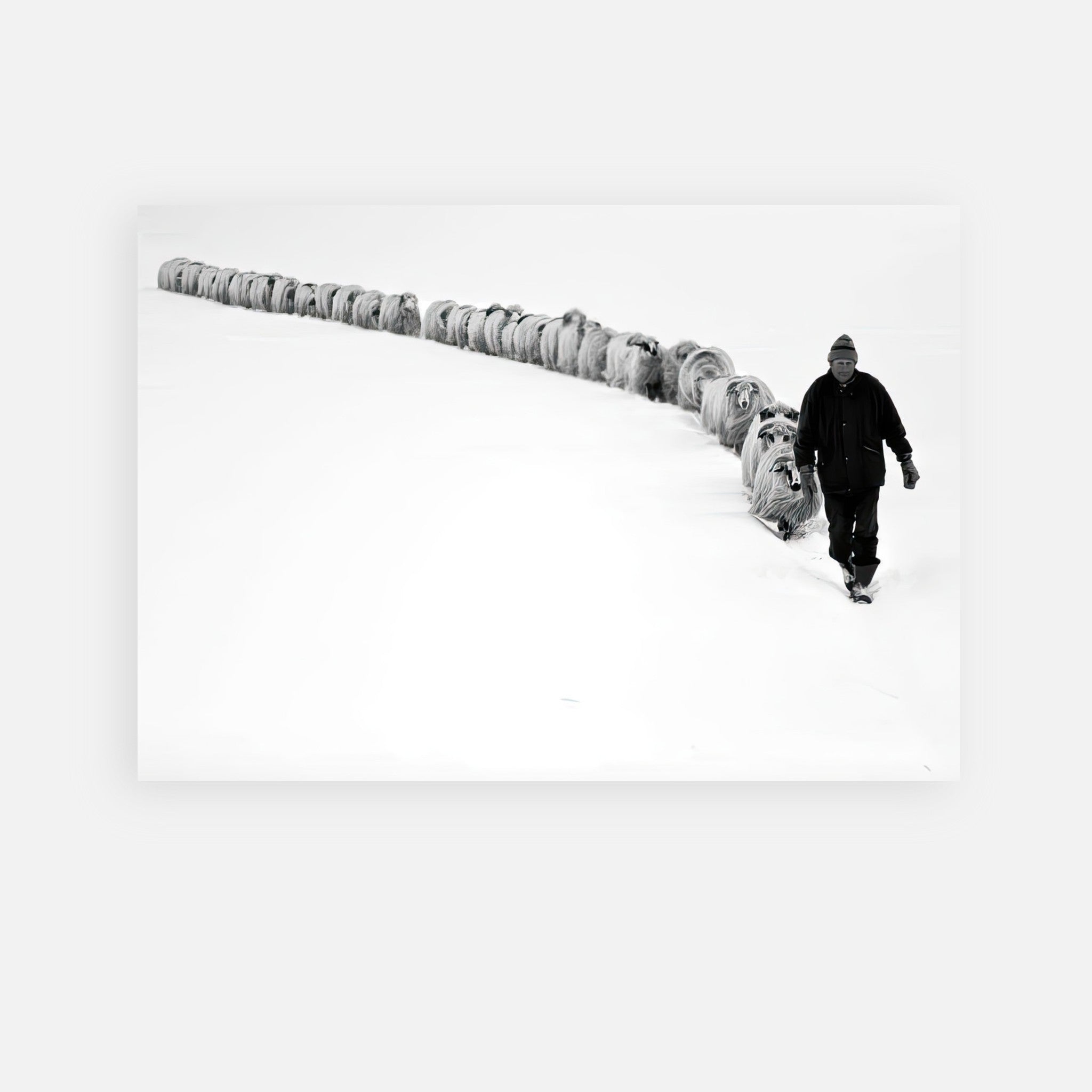 A shepherd walking through snow with a flock of sheep in a stunning black-and-white photography.