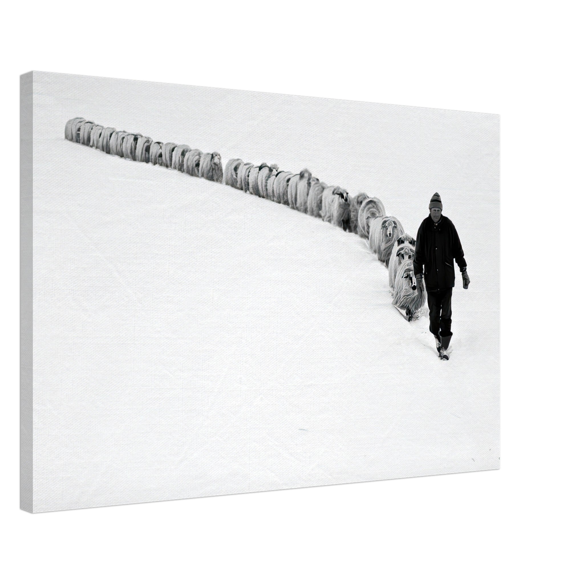 Black-and-white canvas print of a shepherd leading sheep across a snowy landscape, embodying tradition and resilience.