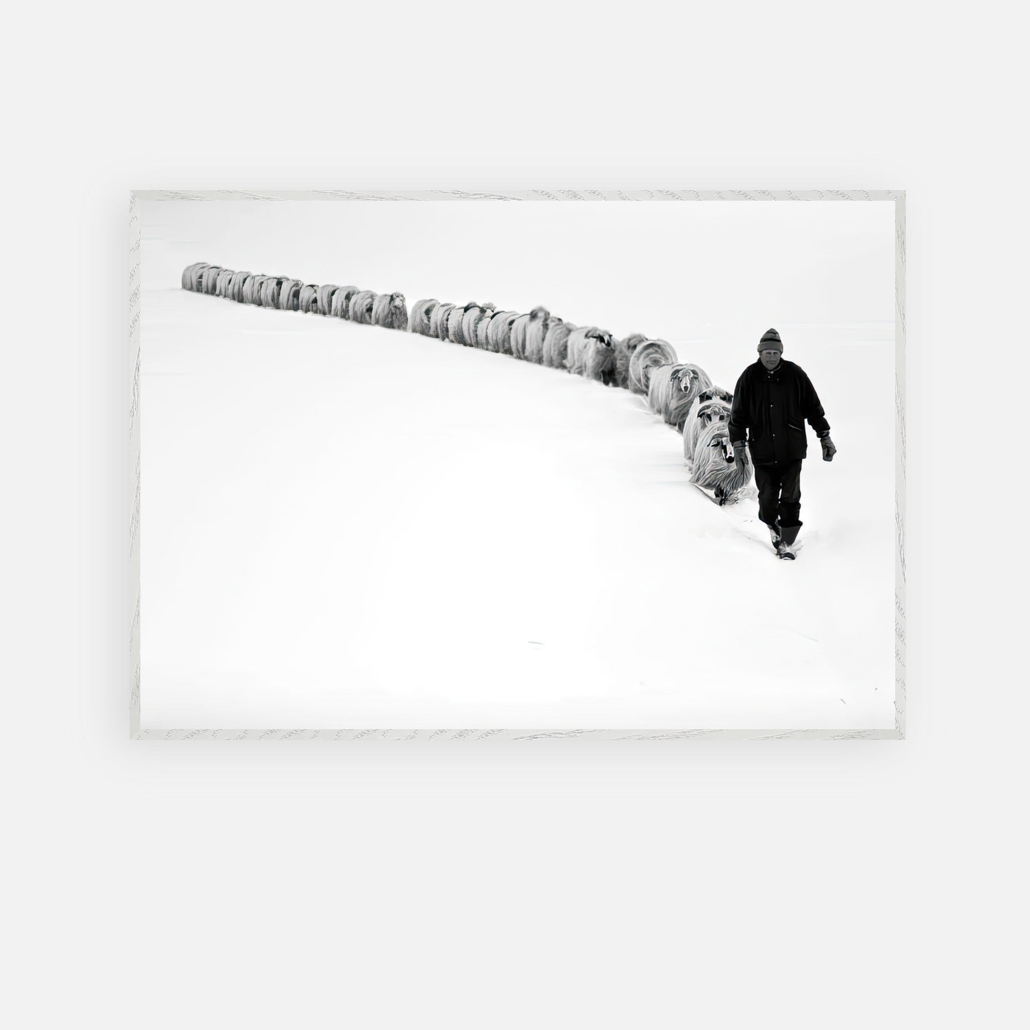 Black-and-white fine art print of a shepherd leading a flock through a snowy landscape, capturing resilience and tradition.