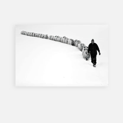 The Shepherd’s Trail Metal Print depicts a shepherd guiding sheep through a snowy landscape in striking black-and-white.