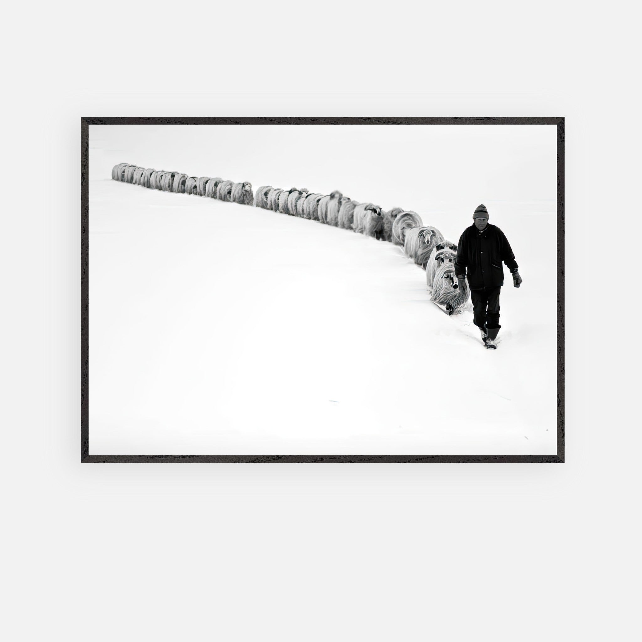 A shepherd walking through a snowy landscape, guiding a flock of sheep in a striking black-and-white fine art print.